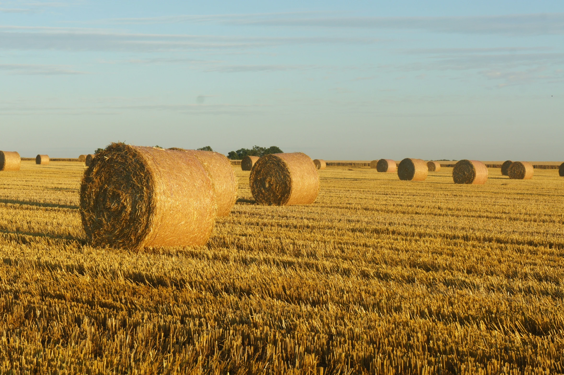 many round hay bales in a golden field