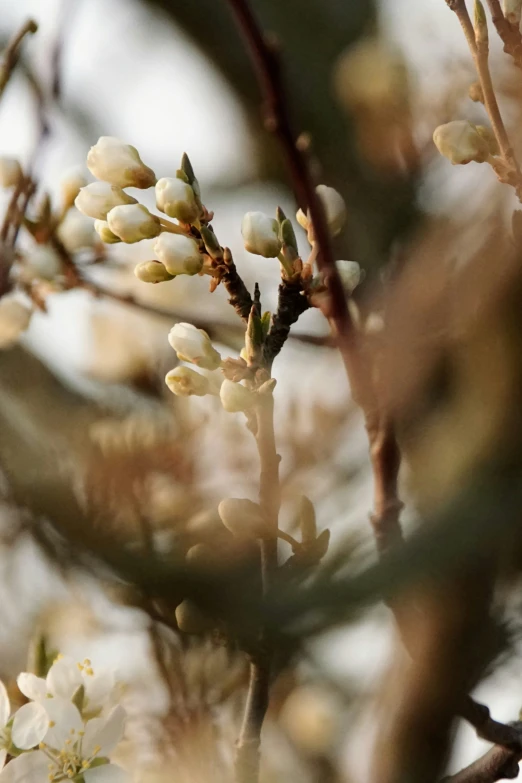 small white flowers hang from a tree in spring