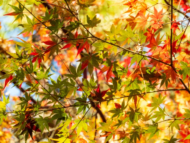 a colorful tree is shown with autumn leaves