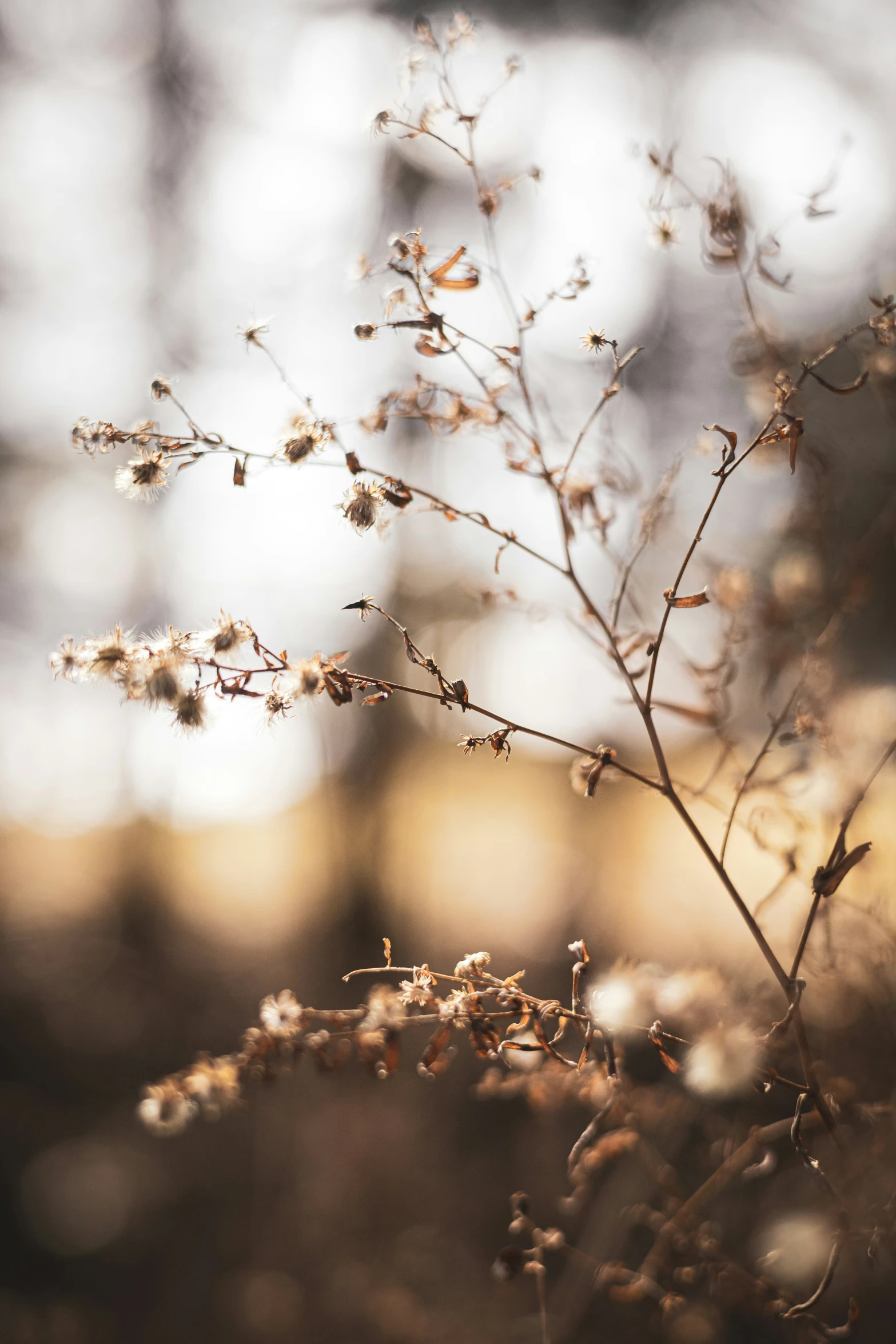 a small plant with tiny flowers, in front of trees