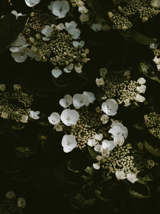 a bunch of white flowers next to some black background