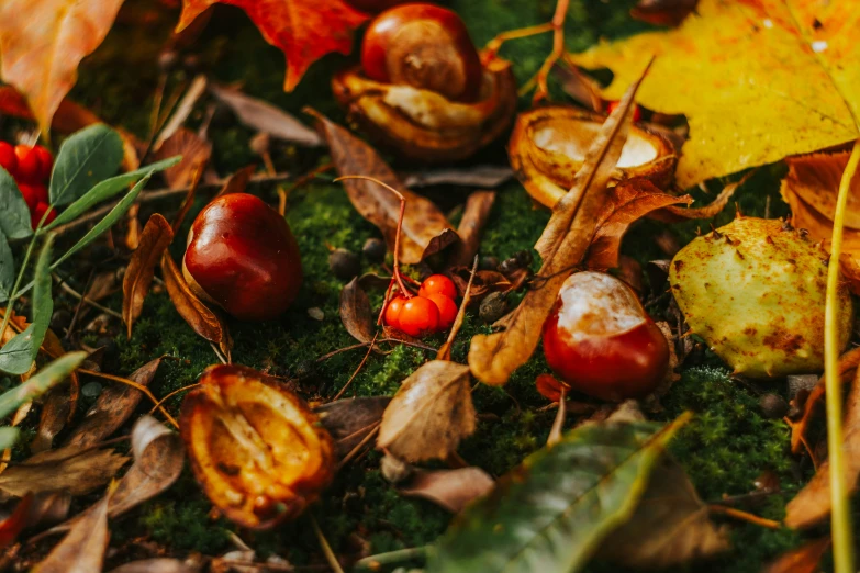 the fallen leaves and fruits is colorful in this scene