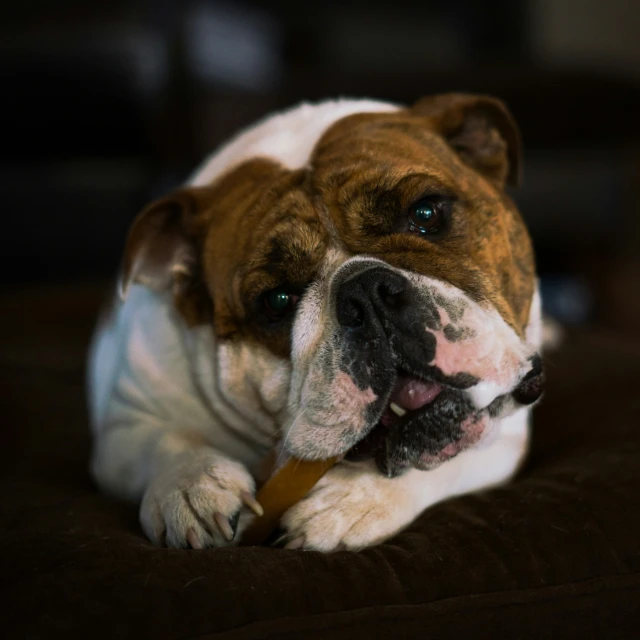 a bulldog that is laying down with its tongue hanging out