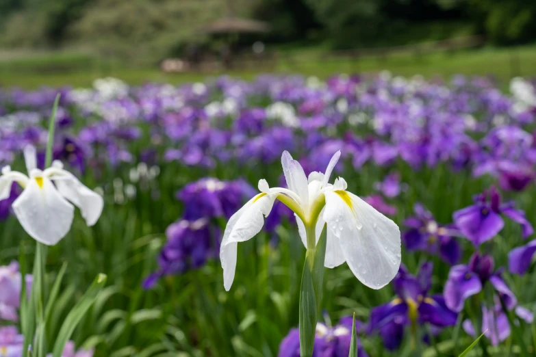 a field full of flowers with purple and white flowers