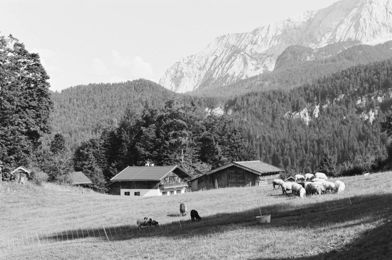 several animals stand in a field near some trees