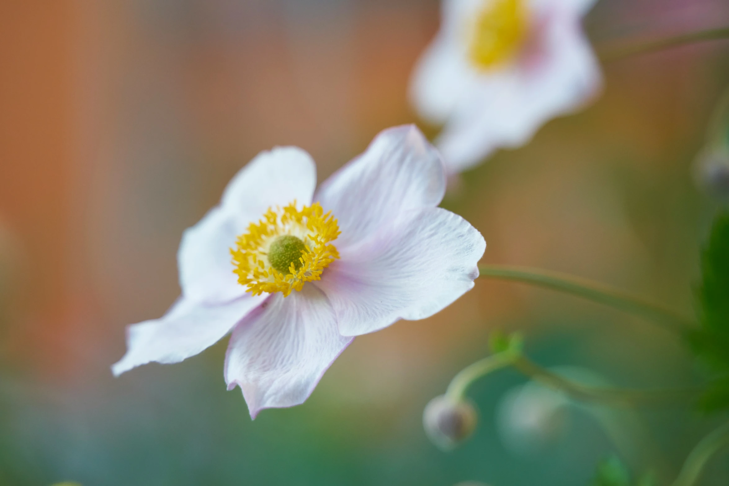 two white flowers with a green center in a field