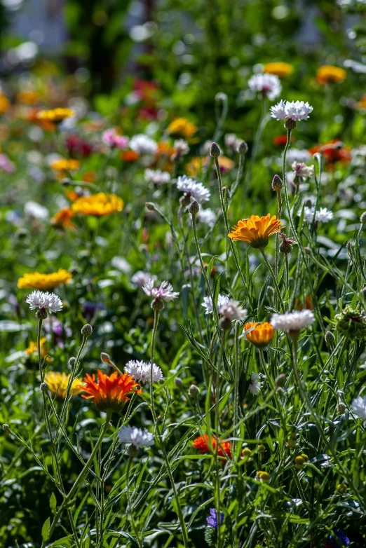 a field with wild flowers in the middle