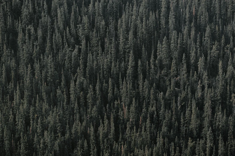 an aerial view of trees without leaves in a forest