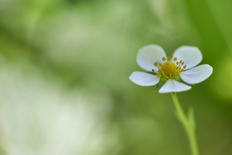 a white flower with yellow stamens on top of it