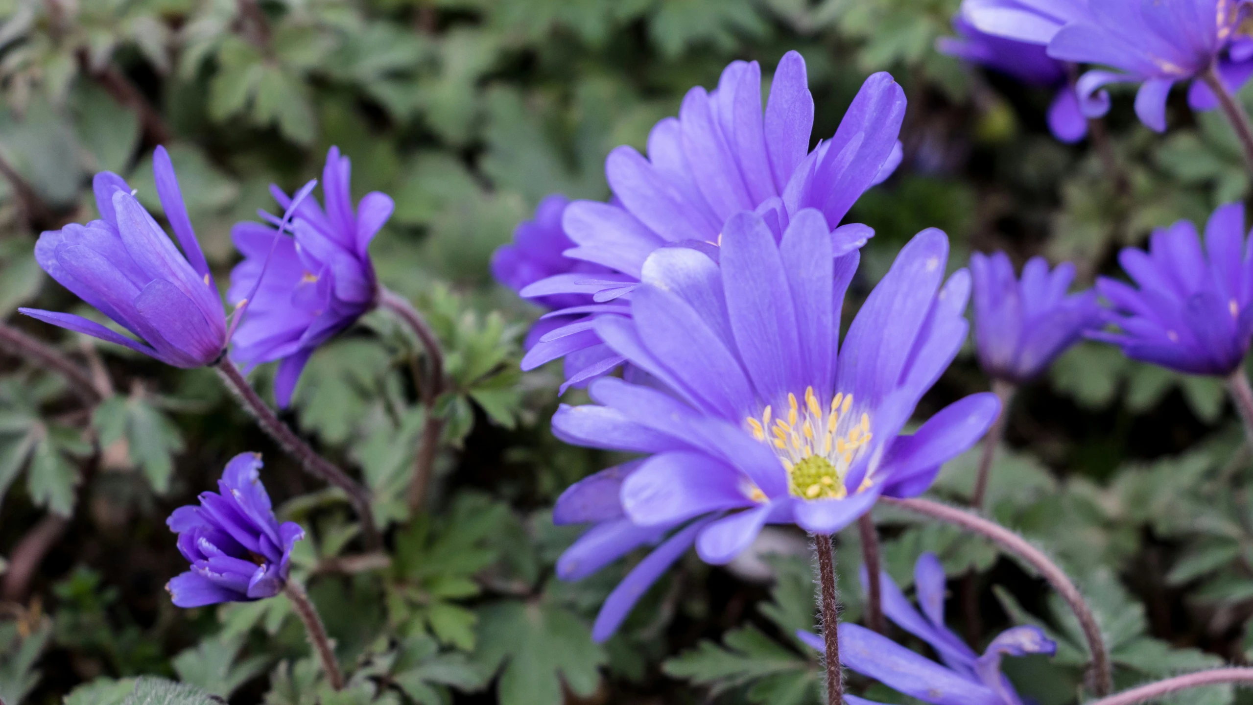 purple flowers with green leaves in background