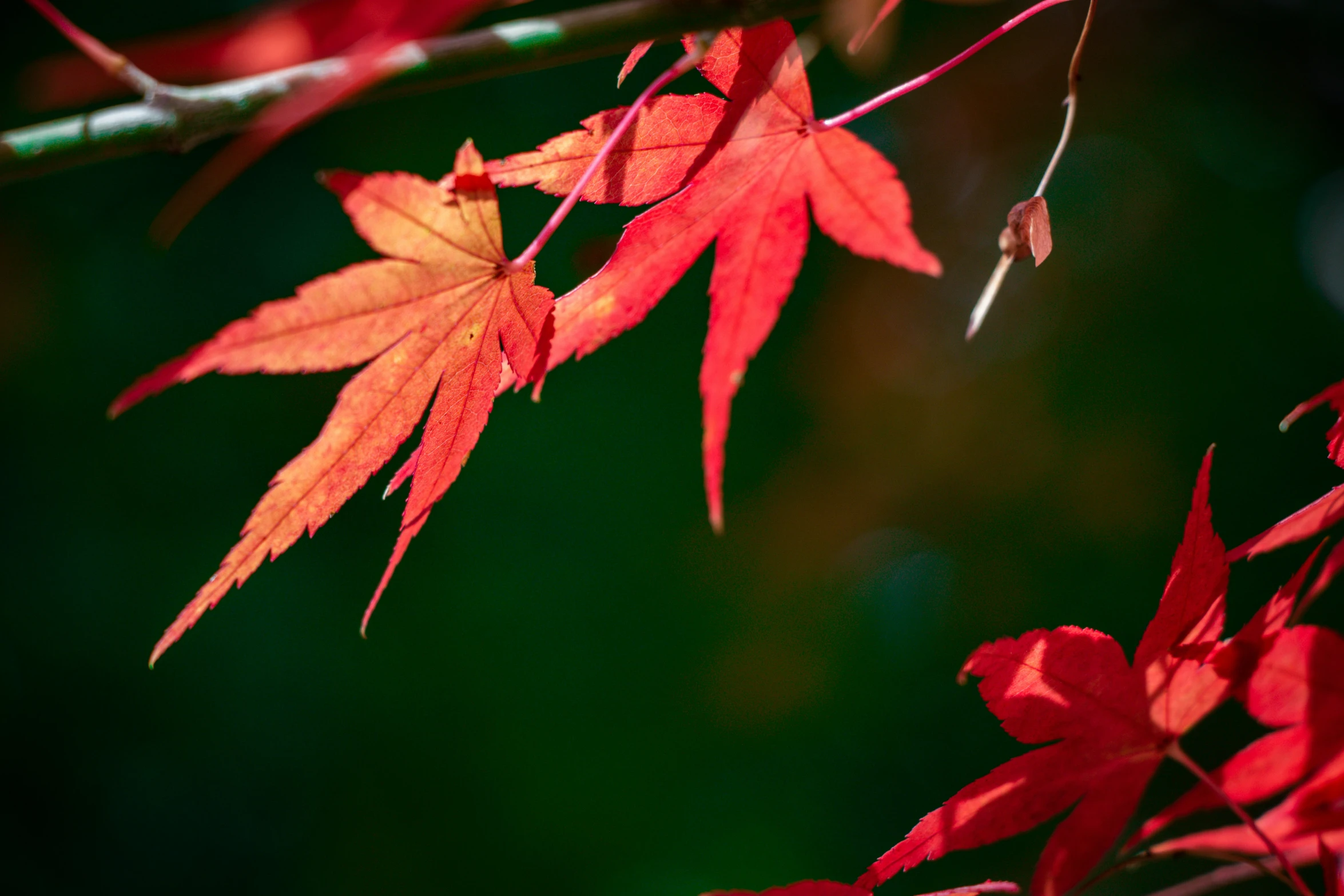 a couple leaves hanging from the nch of a tree