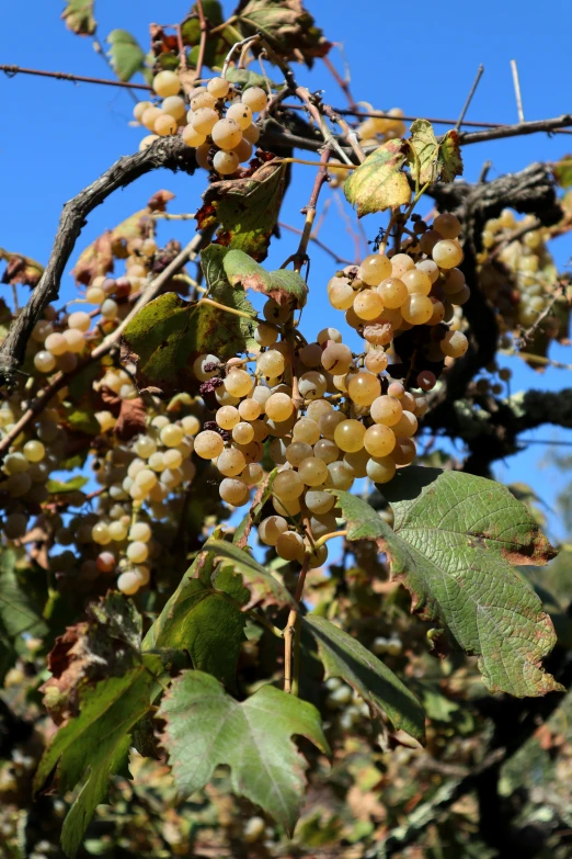 berries in fruit on a tree nch under blue sky