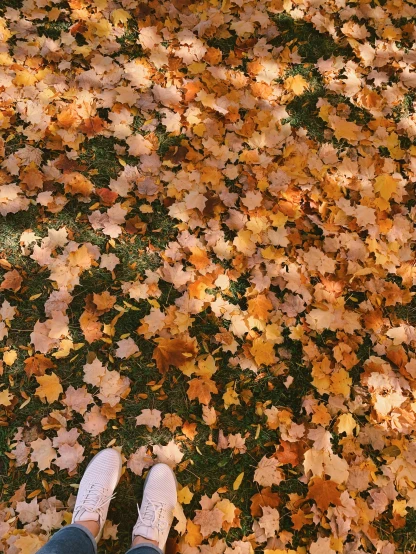 a person standing under trees with leaves covering the ground