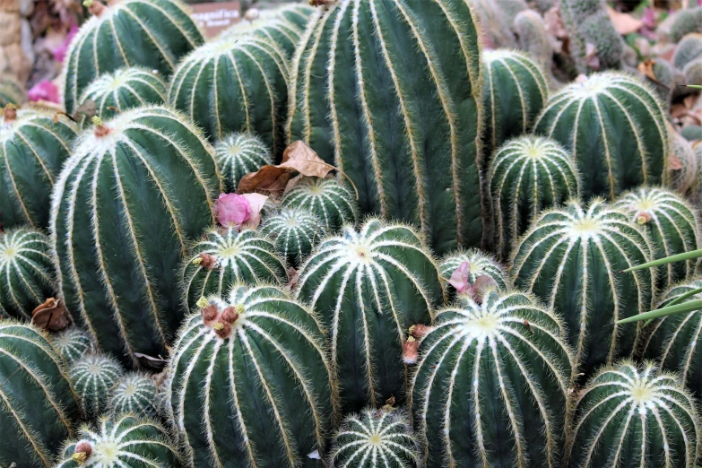 several different types of cactuses growing in a plant