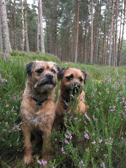 two dogs are standing together in the forest