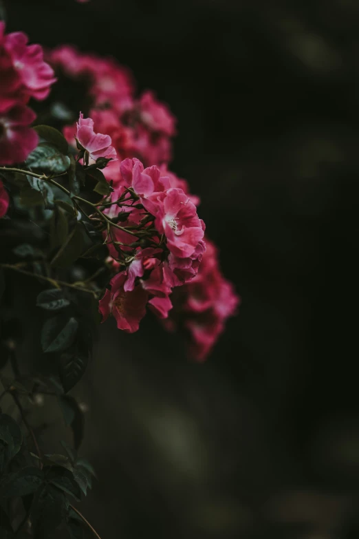 the pink flower is growing on the stalk