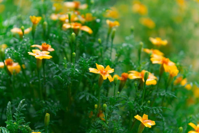 a closeup s of some pretty yellow flowers