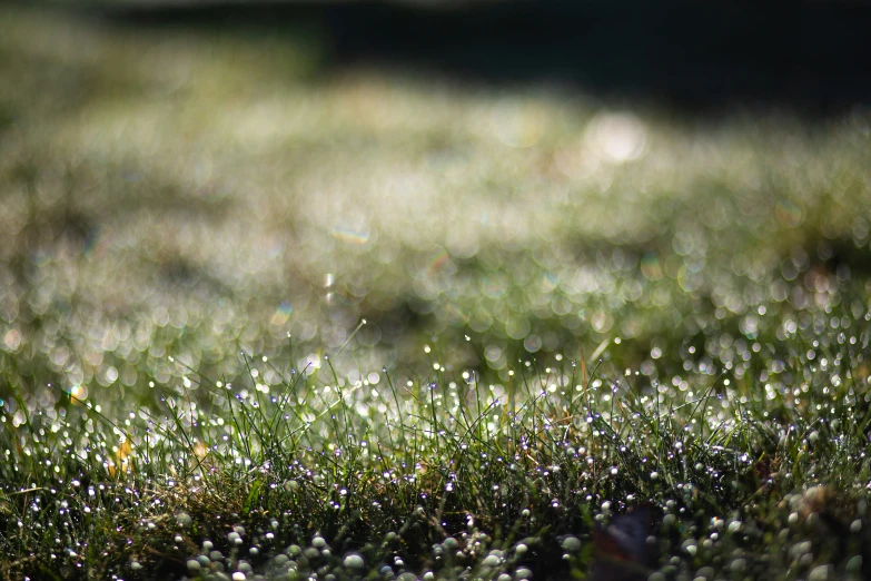 a closeup of a grass covered in water drops