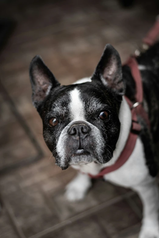 a small black and white dog wearing a red harness