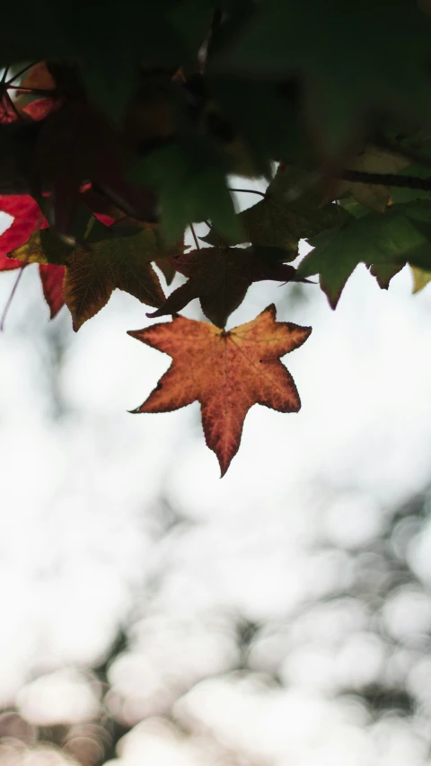 autumn leaves hanging off a tree nch in the fall