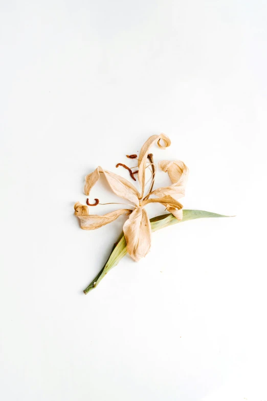 a single white flower is laying down on the floor