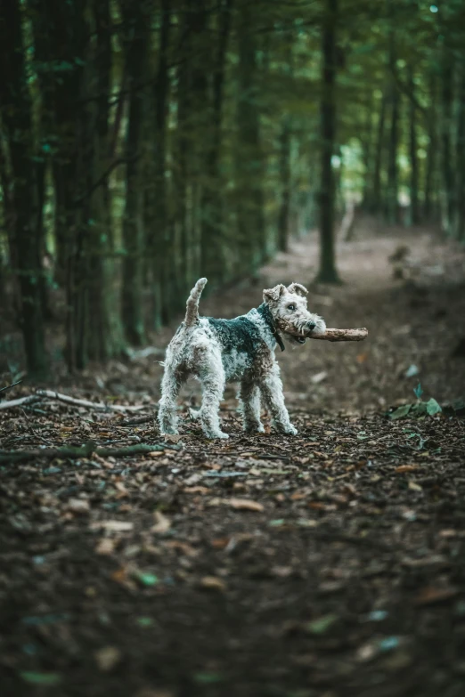 a dog walking through a forest carrying a log