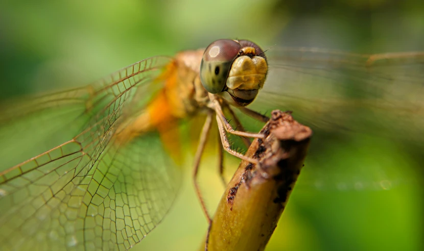 a close up of a dragonfly resting on a blade