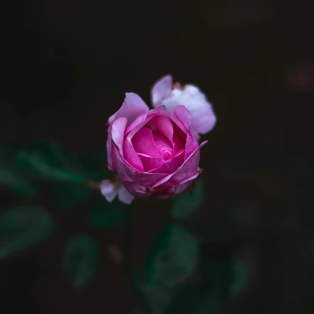 a single flower bud is lit by the spotlight