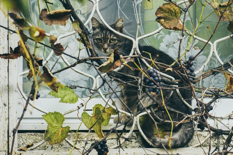 a cat is sitting on the ground amongst vines and leaves