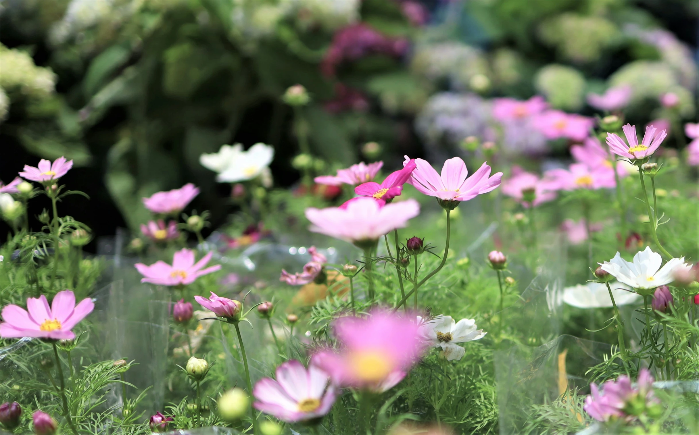 the wild flowers are blooming close together