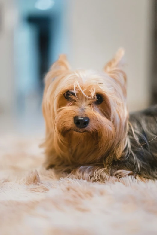 a small dog laying on top of a fluffy carpet