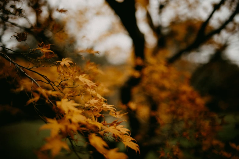 a close up s of yellow leaves