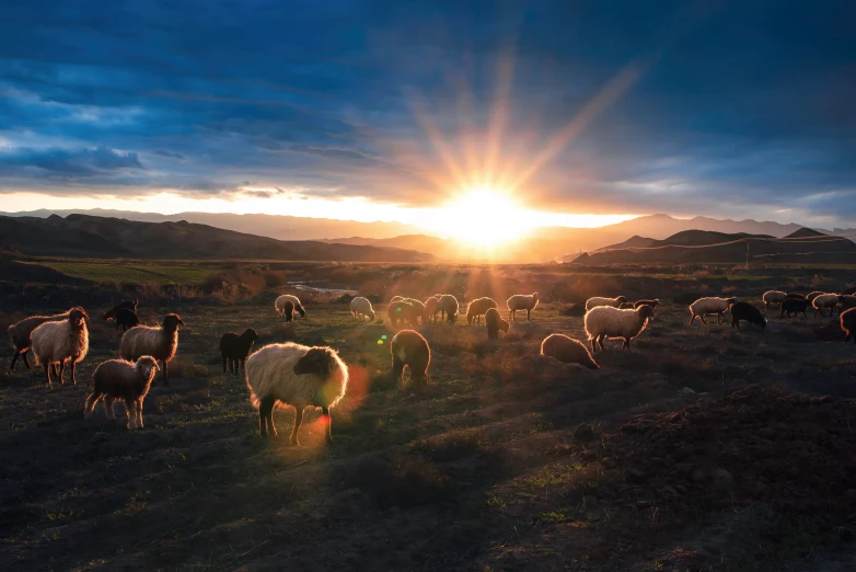 a group of sheep grazing in an open field with the sun shining