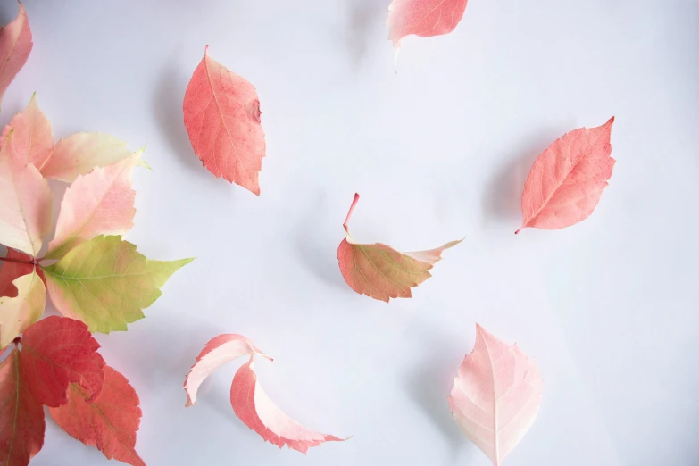 fallen leaves lie on a white surface with an upward focus