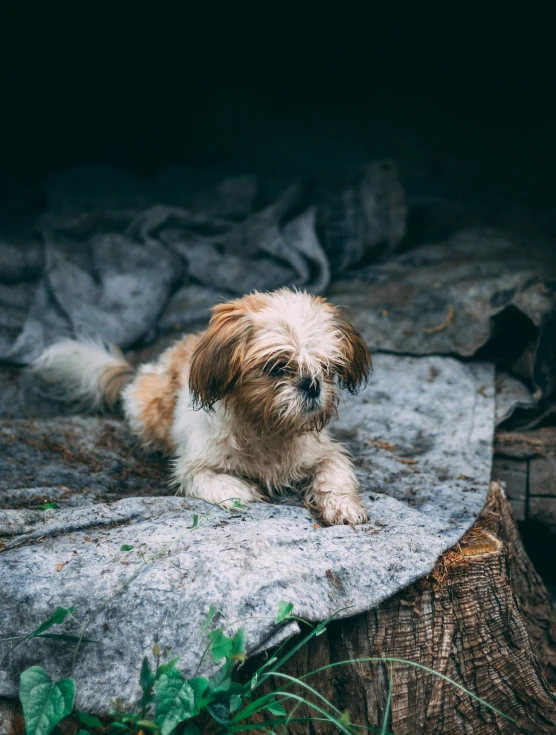 small dog is sitting on the rock and looking sad