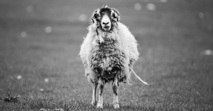 an animal standing on the grass looking in the camera