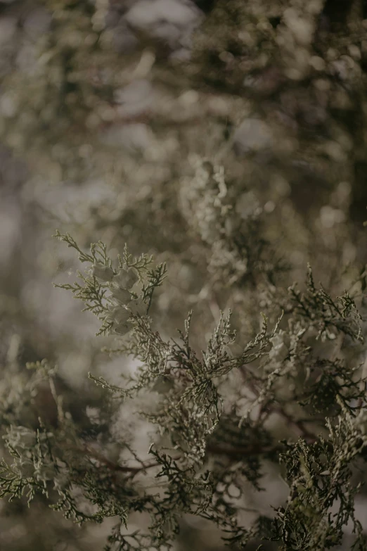 a tree with tiny white flowers on it