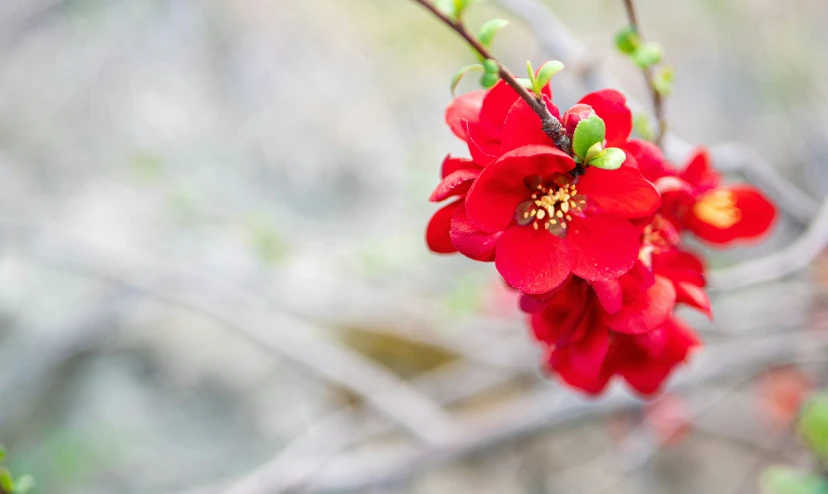 a bunch of flowers with very bright red flowers