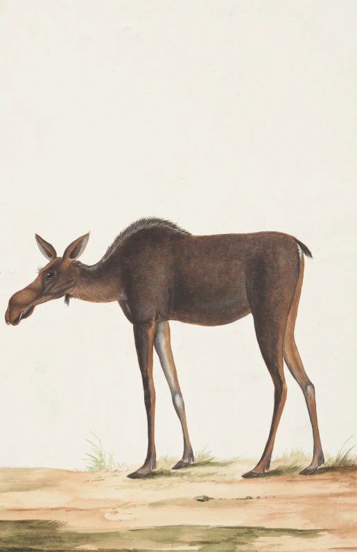 a small antelope standing in a field