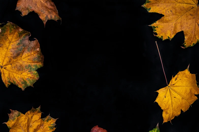 multiple fall leaves arranged on a black surface