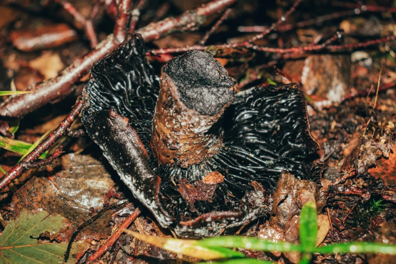 a black creature laying on the ground in the leaves