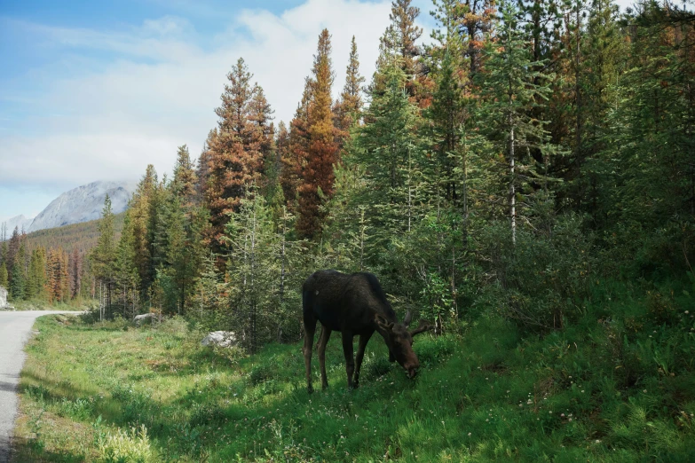 a single horse eating grass next to a road