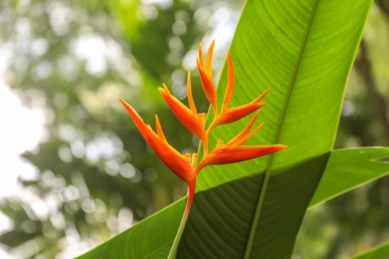 red flower growing from the end of a leaf