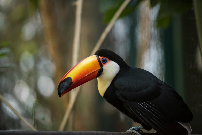 a brightly colored bird standing on top of a tree nch