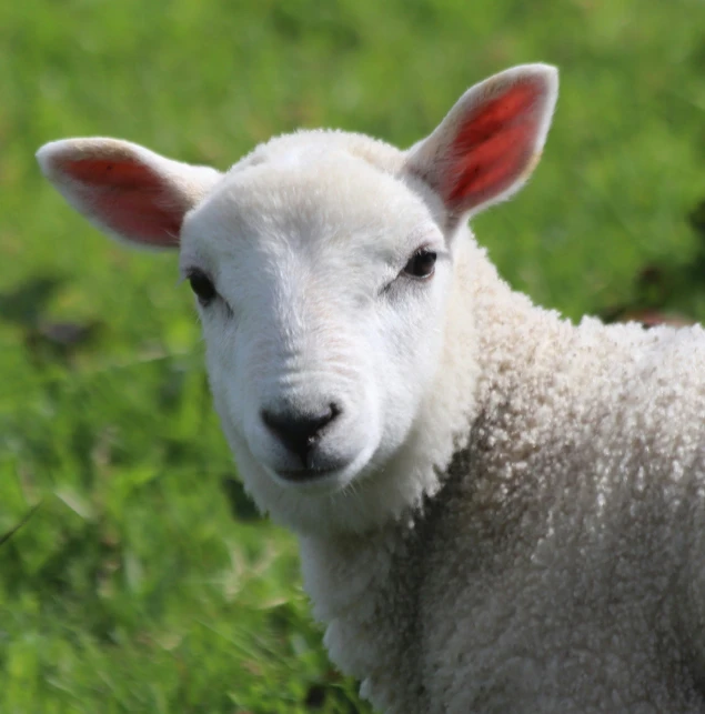 a sheep is standing in the grass, looking at the camera