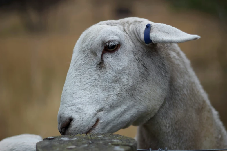 a sheep leans its head over a wire fence