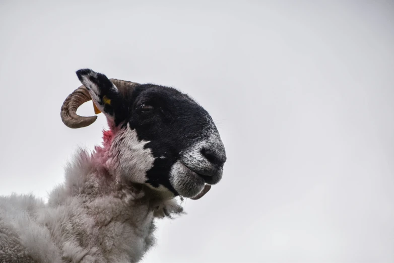 this horned sheep is showing its  on his tongue