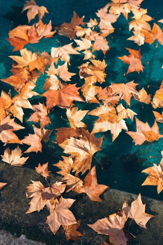 the leaves are fallen from the tree and lying on the ground