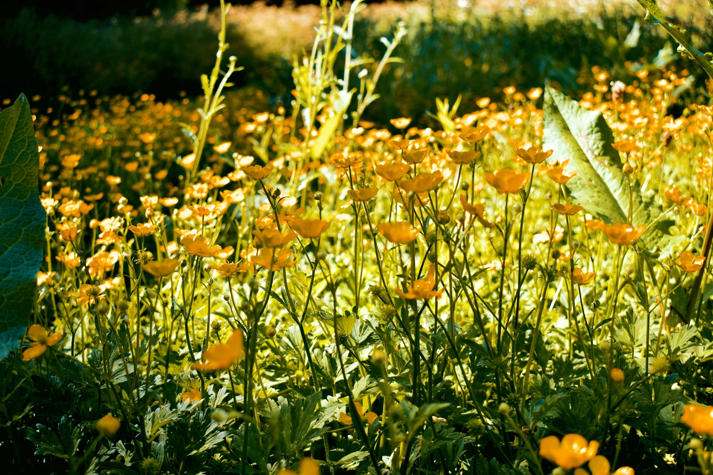 a very pretty field filled with lots of yellow flowers