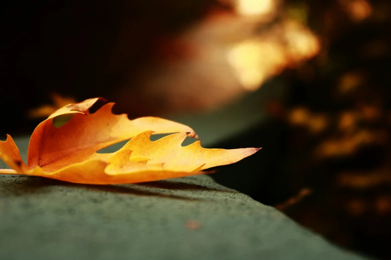 the leaf is laying on top of the block